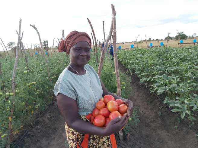 MAB project Lead Farmer, Nangoma in her field showing her tomato harvest.