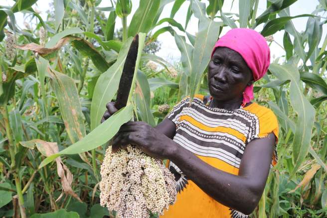 Adut Anet Achen tends to her sorghum in South Sudan 