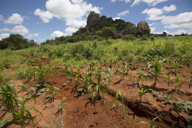 Irrigated land in Malawi