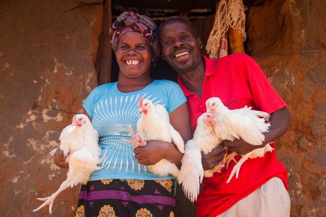 Zambia Chickens